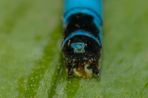 Réf. 289 384 : Ischnura graellsii